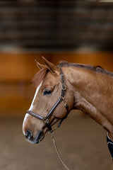 HFI Halter little groom