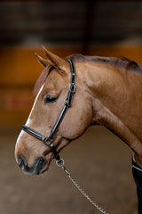 HFI Halter little groom