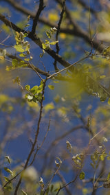 Ego 7 black contact boots