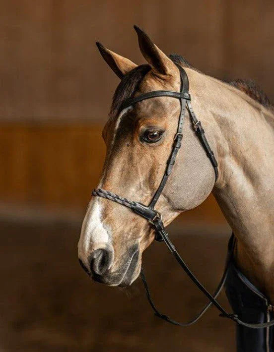 🐴 Bitless, Hackamore & More: A Rider’s Guide to Choosing the Right Bridle