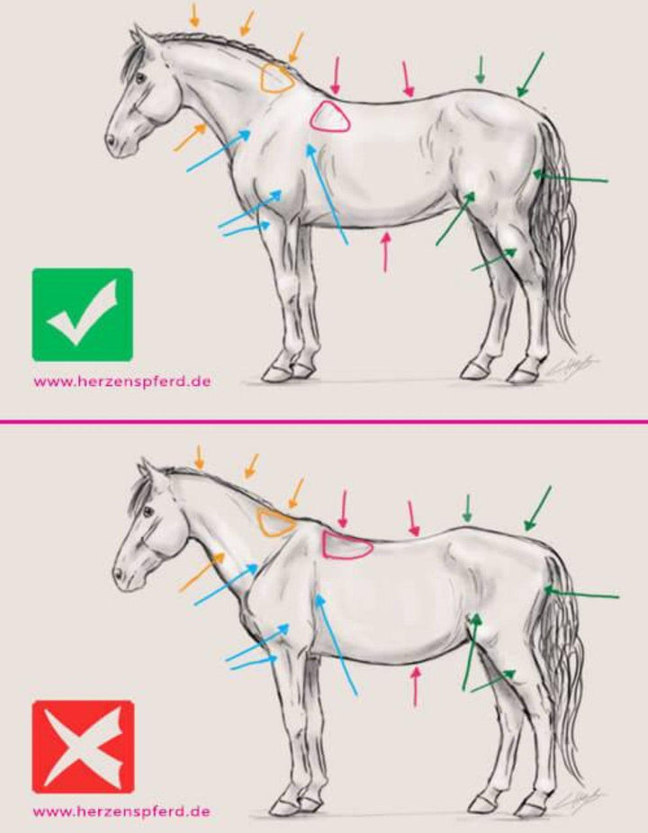Horse with poor muscle development